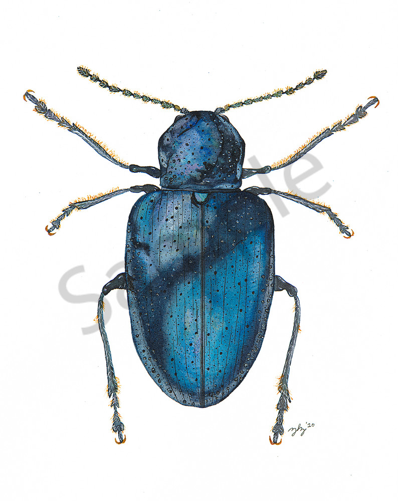 Beetle 5 Art | Cincy Artwork