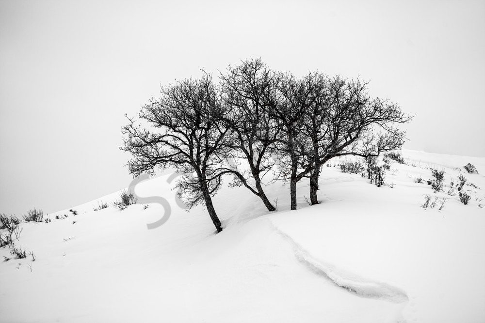 Photograph of trees, Snow, Colorado, Black and white