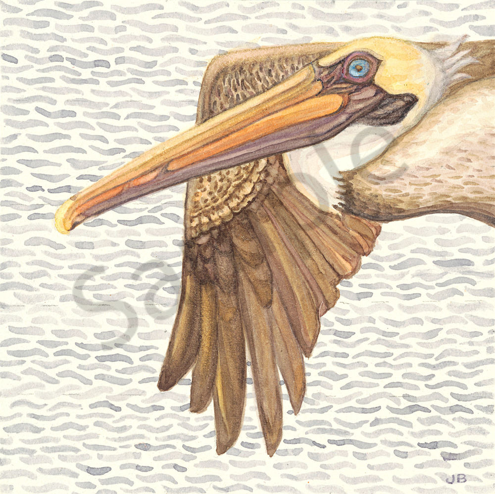 Flying Brown Pelican reproduction of original watercolor by Judy Boyd
