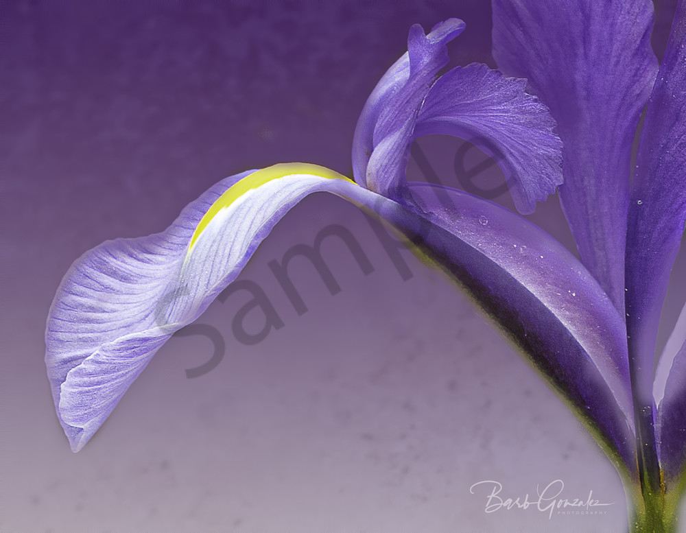 Flowing Purple Iris Close Up Fine Art Photo