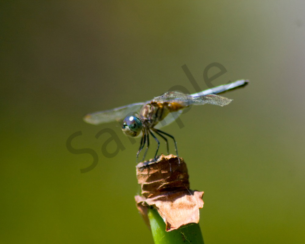 Blue Dragonfly Photography Art | It's Your World - Enjoy!