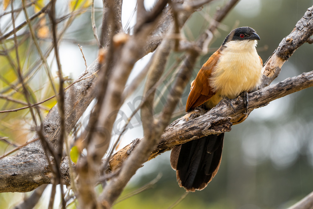 Coppery Tailed Coucal Photography Art | Tolowa Gallery