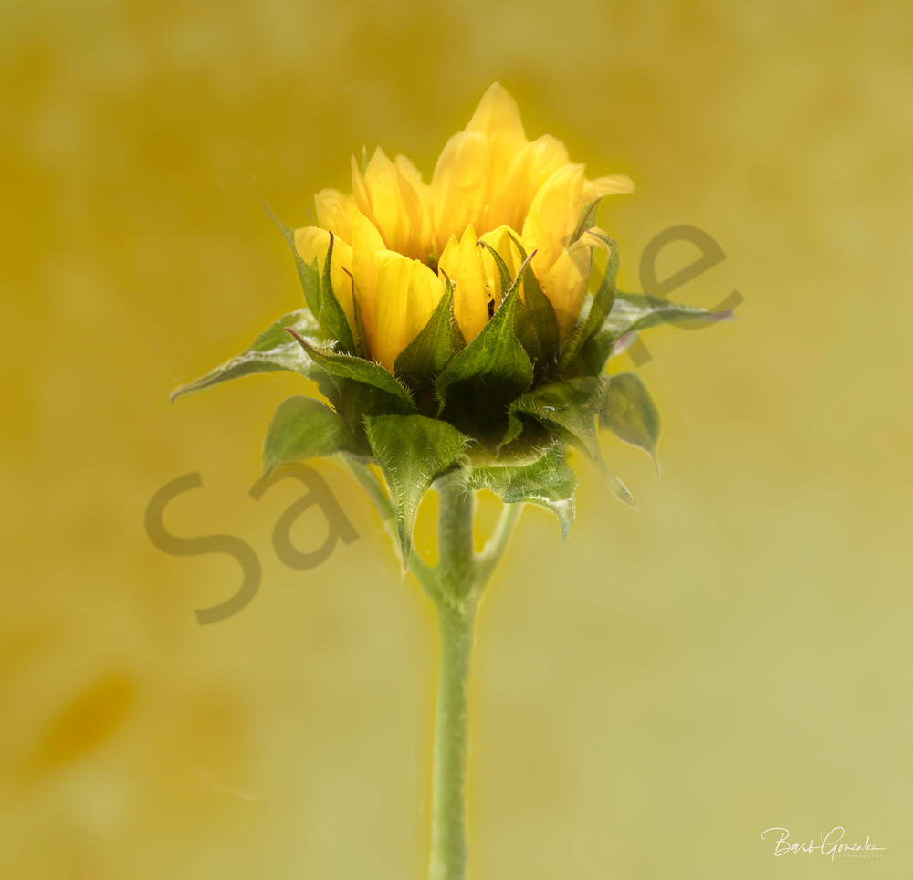 Sunflower Bud Square Photography Art | Barb Gonzalez Photography