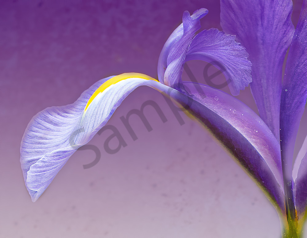 Flowing closeup of purple iris flower photo for sale by Barb Gonzalez Photography