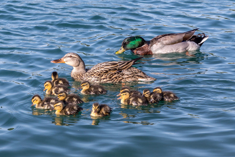 Mallard family with 11 ducklings