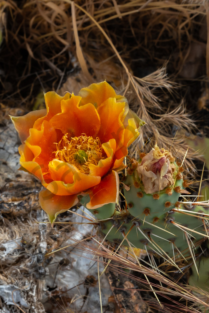 Orange Prickly Pear Cactus Blossom