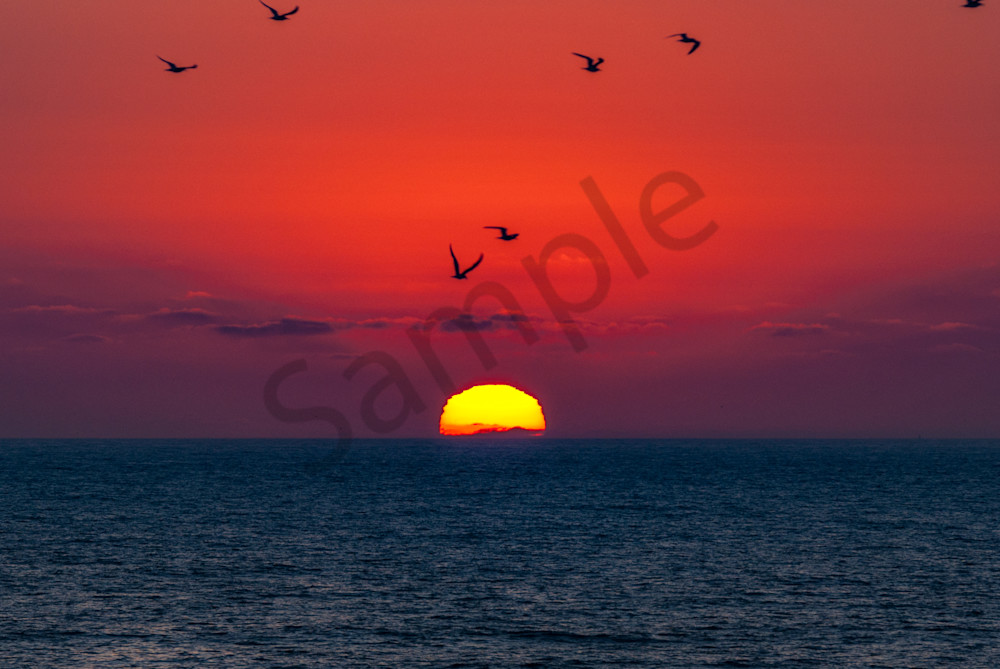 Sunset Ocean bird silhouettes