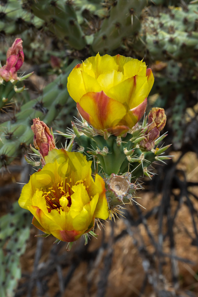 Yellow and Red Cholla Cactus Flower