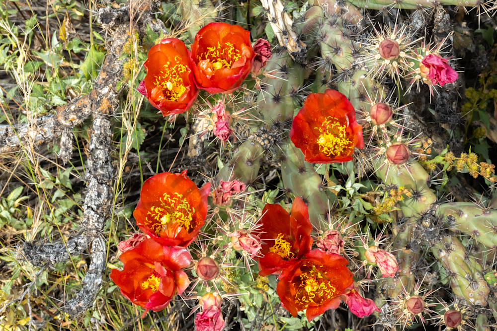 Red cholla cactus blossoms
