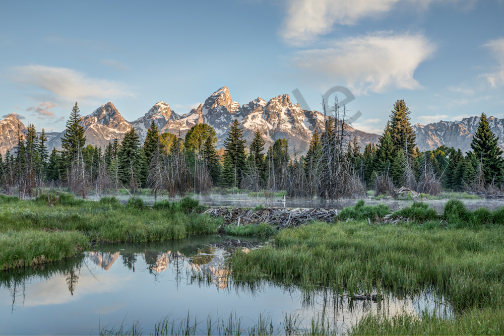 Beaver Pond Reflects Grand Teton Mountains