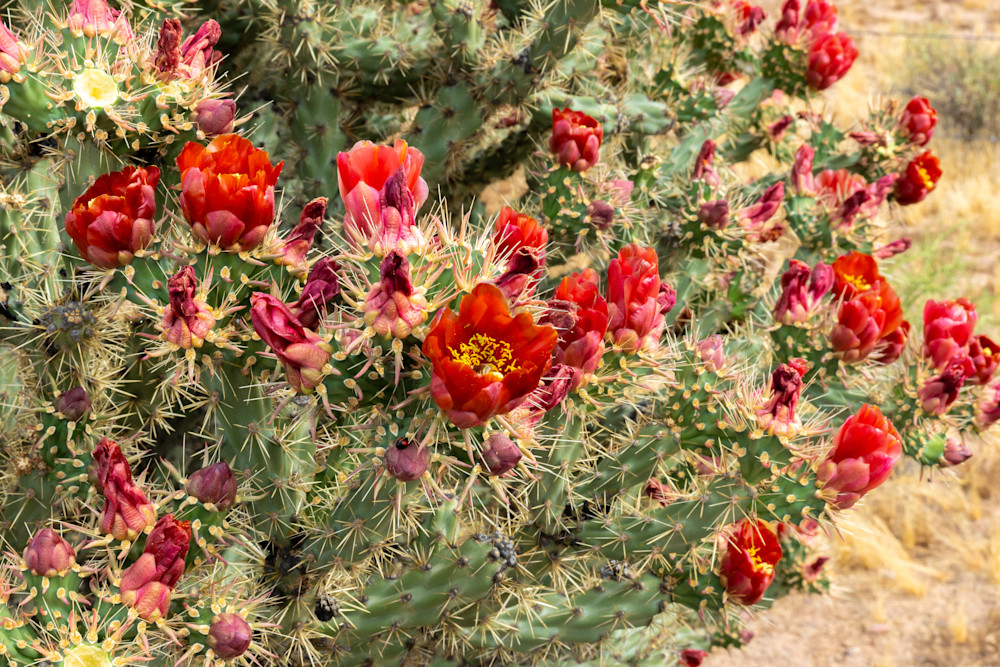 Red cholla cactus flowers