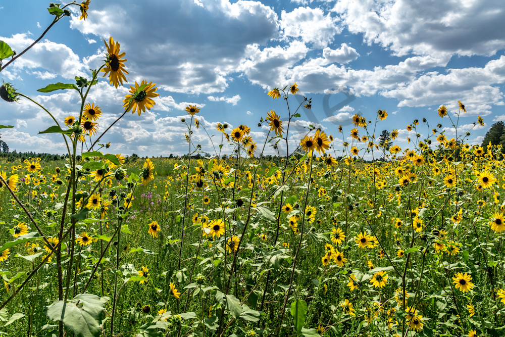 Field of sunflowers in Flagstaff Arizona