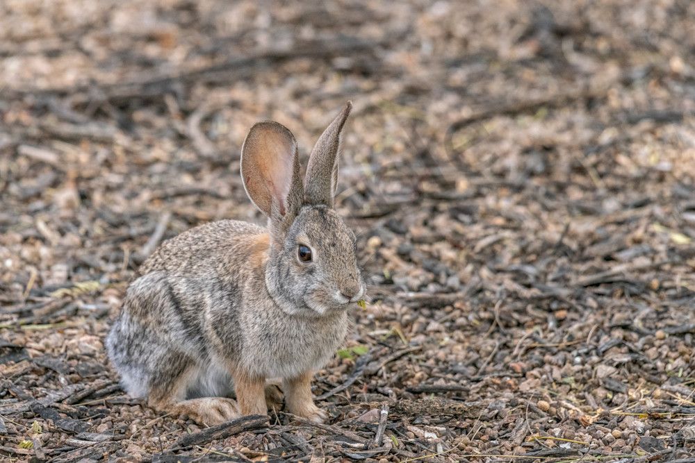 Desert Cottontail Rabbit