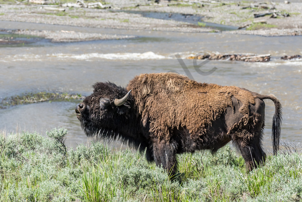 Bison Bull at Yellowstone National Park