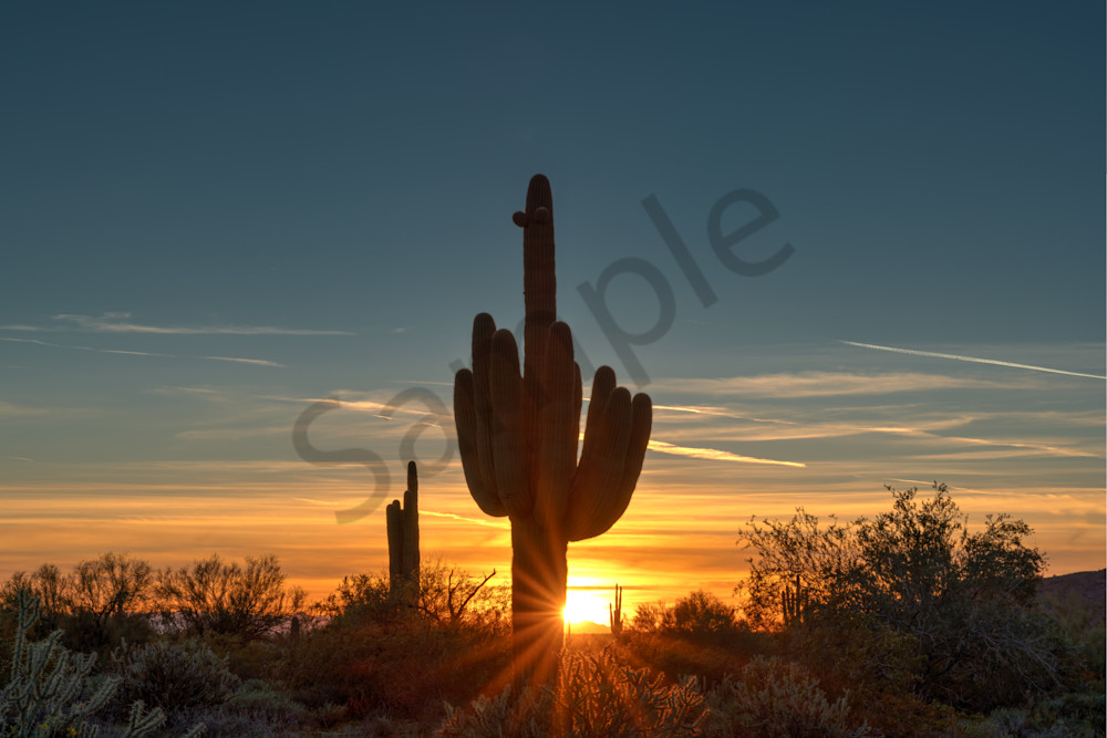 Saguaro Sunset Silhouette