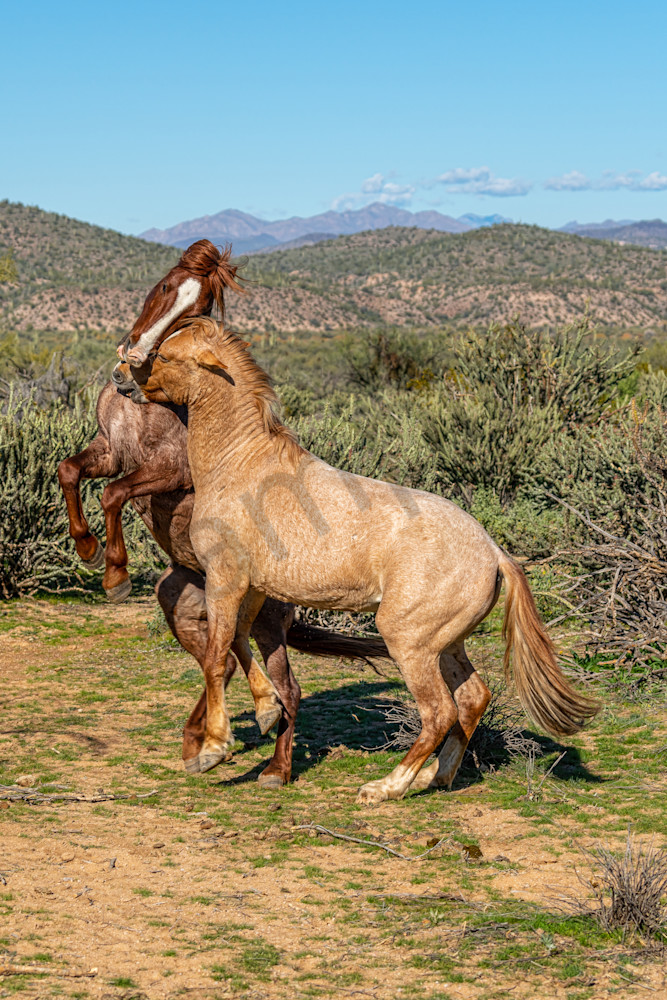 Pair of young stallions fighting and sparring