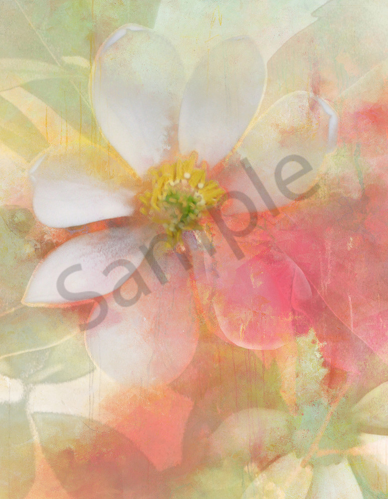 White Magnolia Art | Cincy Artwork