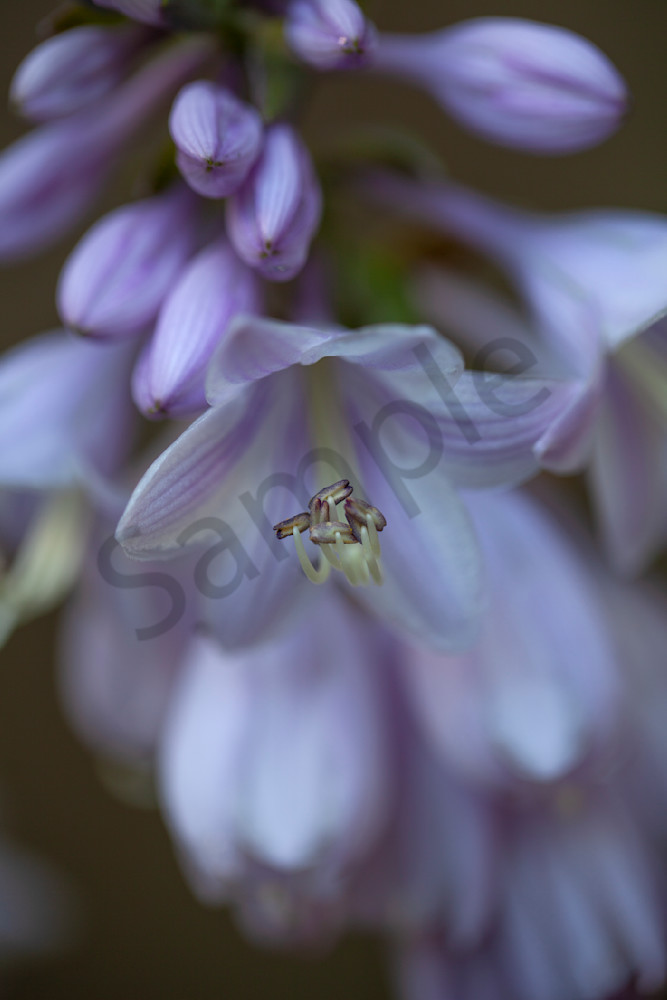 Purple Passion Art | arleneoreilly