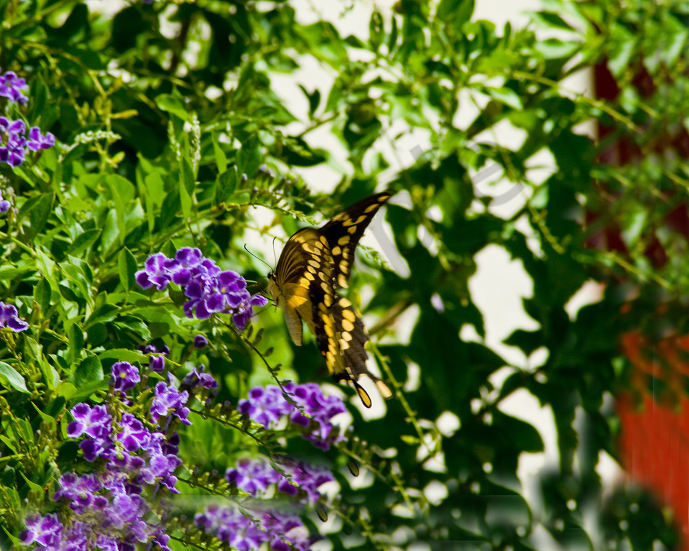 Butterfly On Butterfly Bush Photography Art | It's Your World - Enjoy!