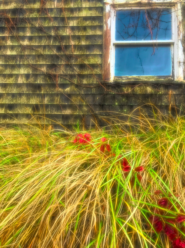 Window Vines and Grass|Fine art photography by Todd Breitling|ToddBreitlingArt.com