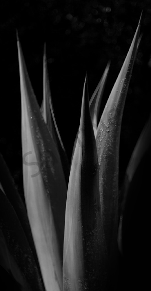 Succulent Study Photography Art | RMaging Gallery Associates