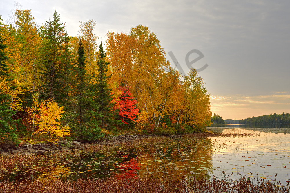Autumn On A Lake In Northern Minnesota Art | LHR Images
