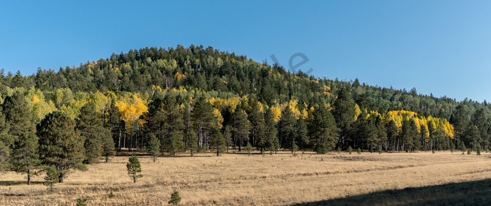 Autumn Gold Fall Colors Pines Panorama
