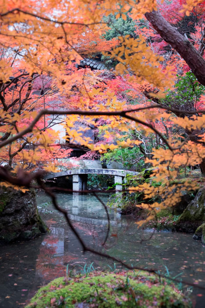 Fine art photograph of a Japanese garden during autumn by Ivy Ho