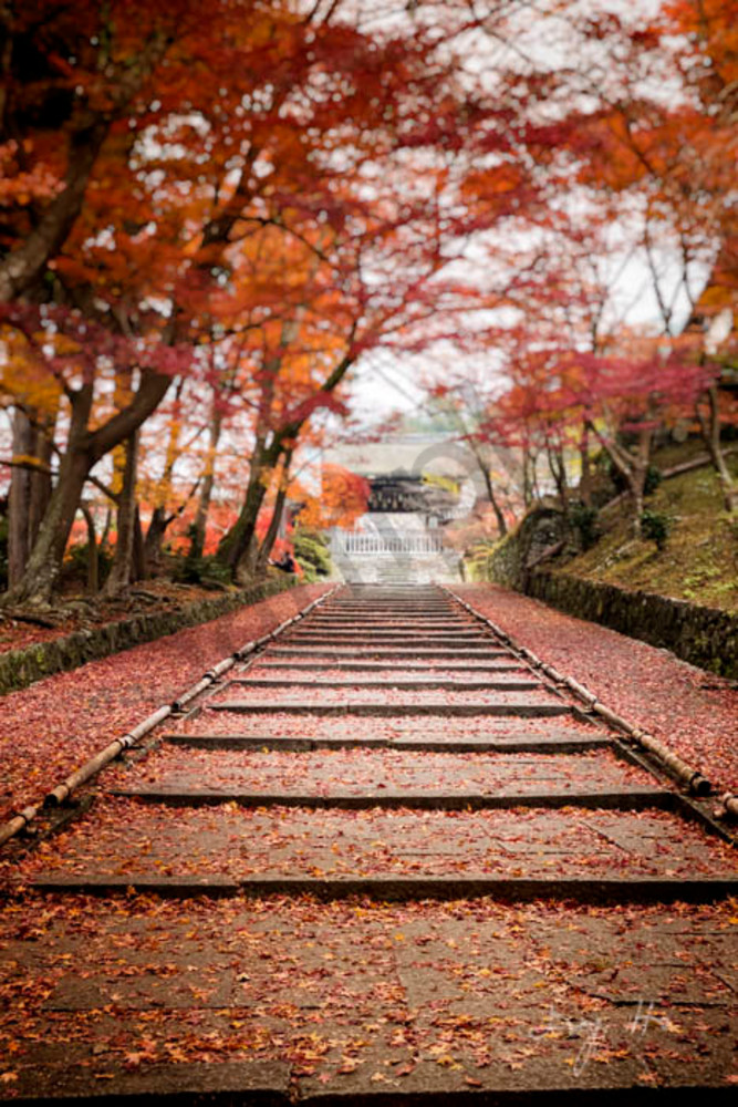 Fine art photograph of a autumn leaves-lined path for sale by Ivy Ho