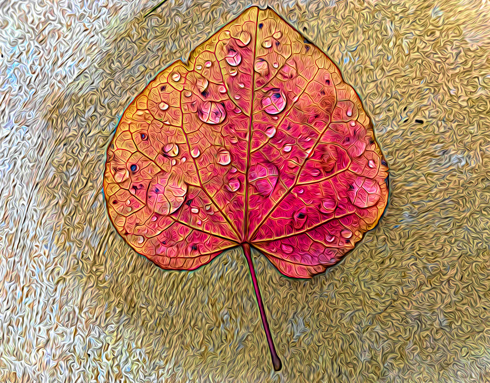 Raindrop Leaf|Fine art photography prints for sale by ToddBreitlingArt.com