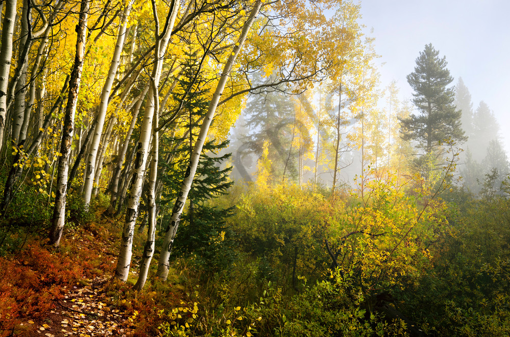 6880 Morning Fog Photography Art | Cunningham Gallery