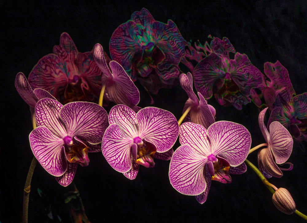 Orchid Dream Photograph