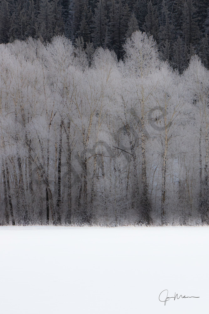 A photo of snowflakes cling to the trees in the woods of Colorado