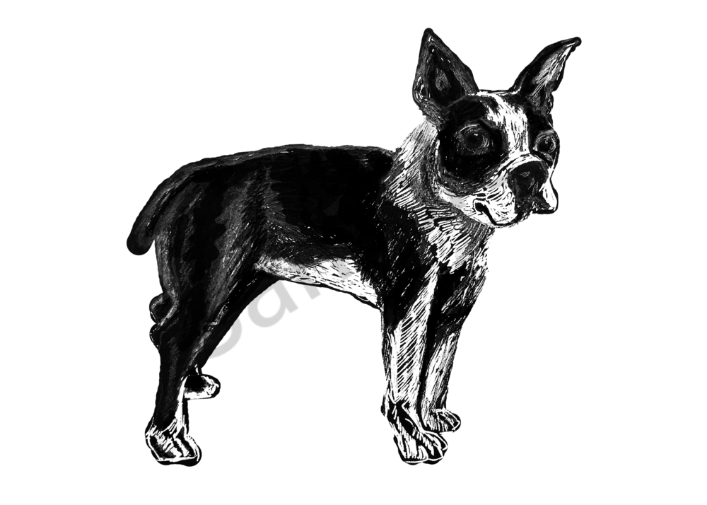 Boston Terrier Art | Marie Stephens Art