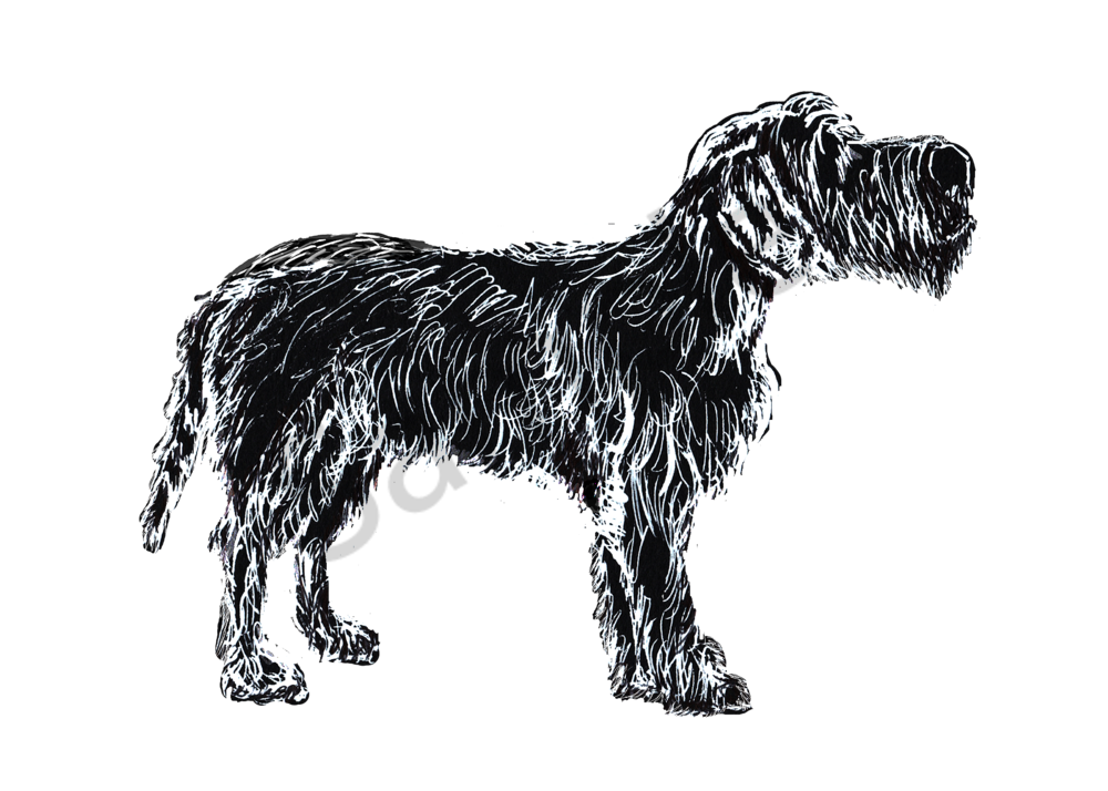 Shop Wire Haired Pointing Griffon Wall art and Merch