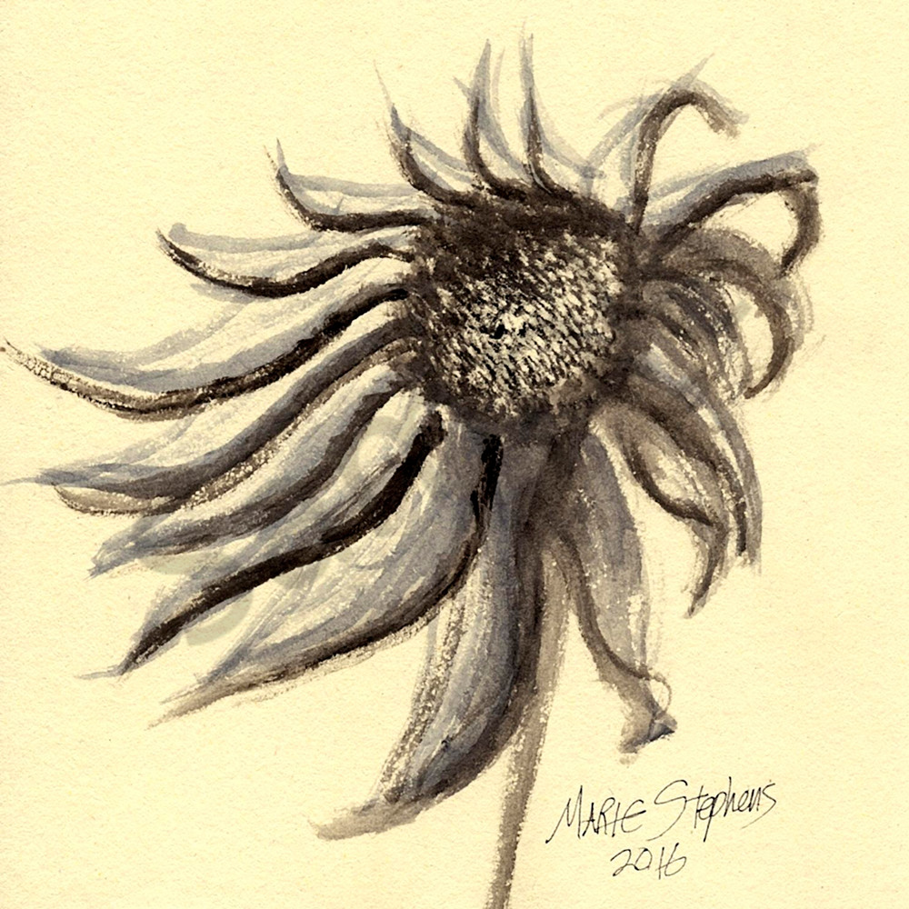 Purple Coneflower Watercolor Print s by Marie Stephens Art Purple Coneflower Watercolor Print s by Marie Stephens Art