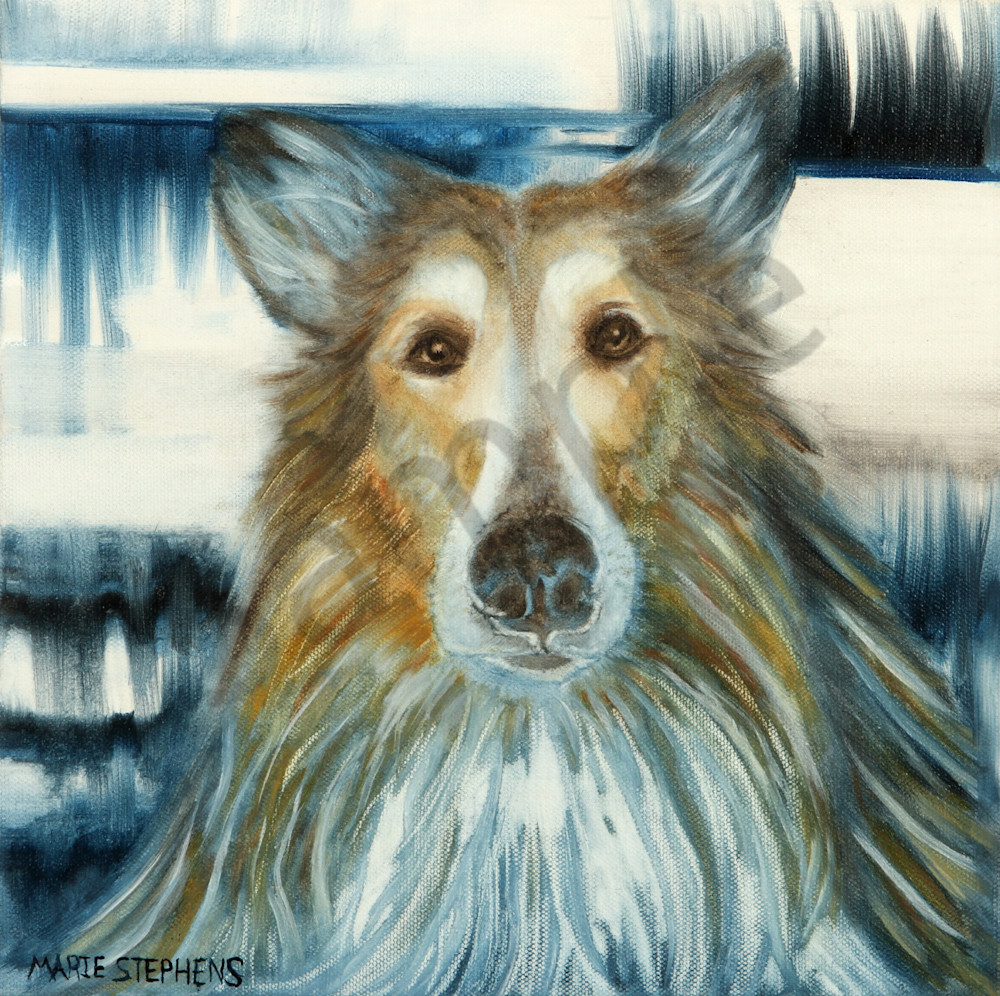 Collie Portraits for the Collie Lover by Marie Stephens Art