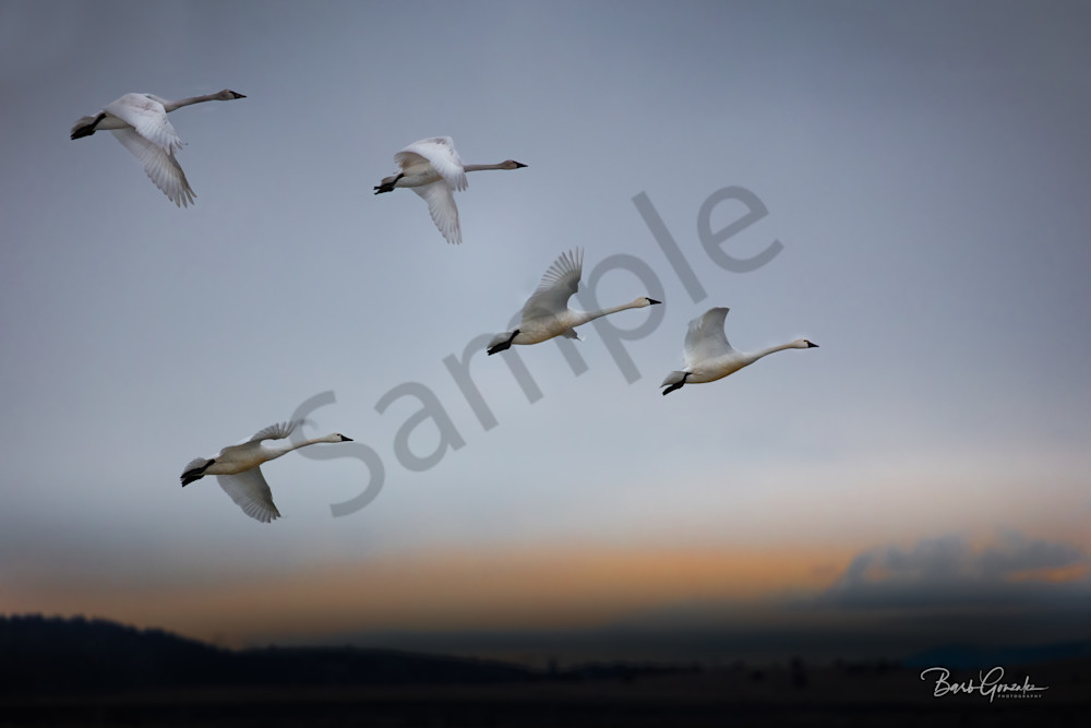 Swans At Dawn  Photography Art | Barb Gonzalez Photography