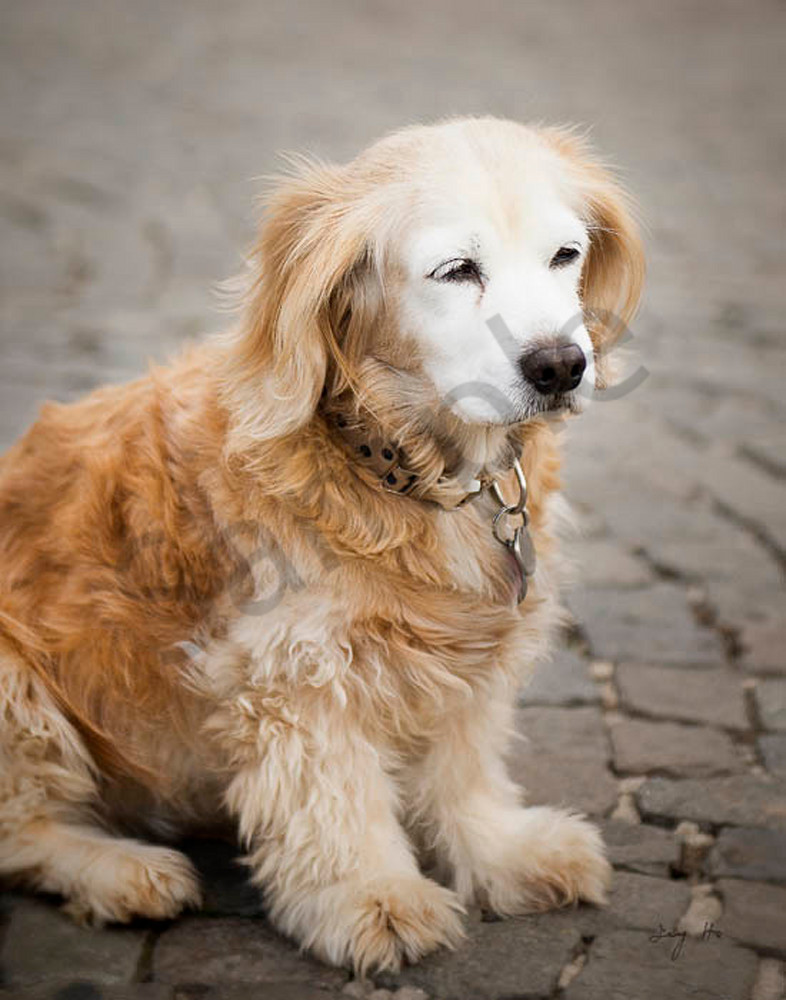 Golden Retriever Puppy Art | AngsanaSeeds Photography