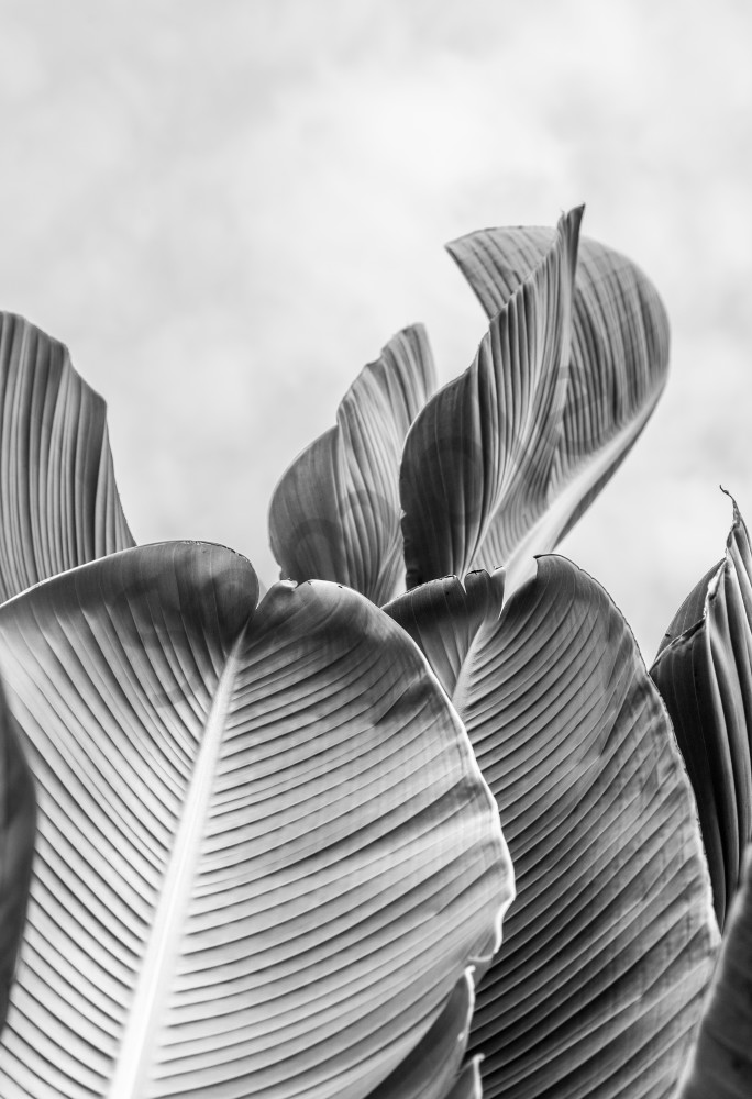 Palm Two:  Second of a series by fine art photographer Shane O'Donnell