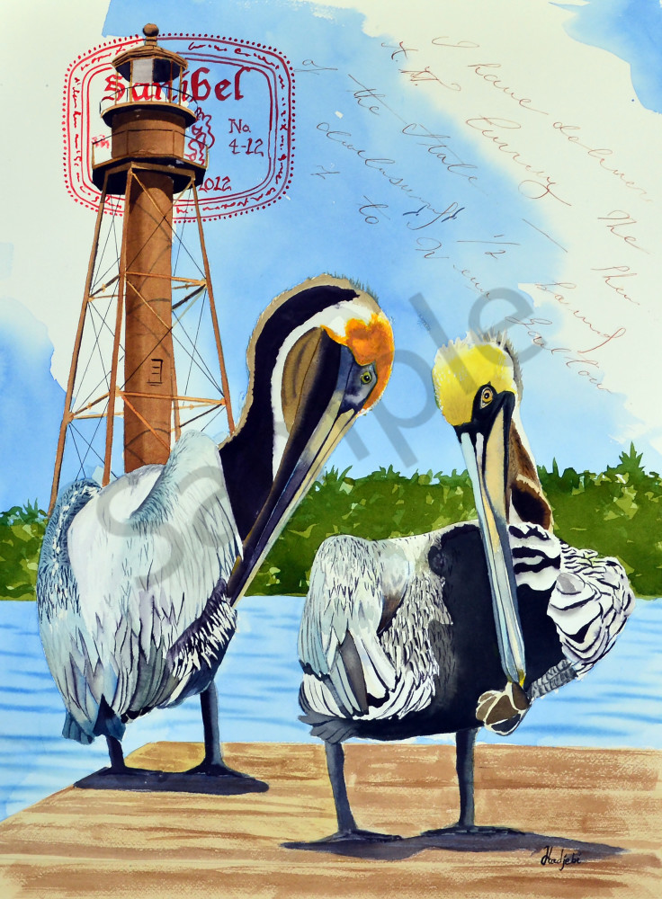Brown Pelicans by the Sanibel light house