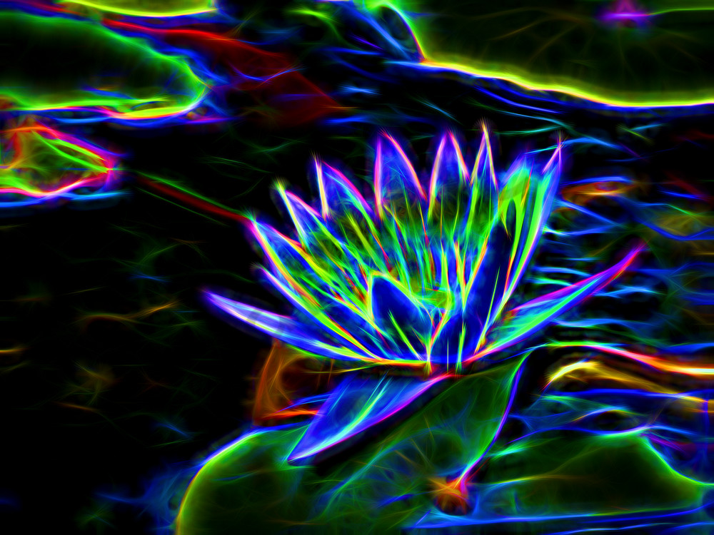 Electric Water Lillies Photography Art | frednewmanphotography