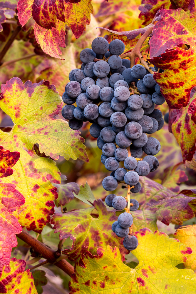 Vineyard Colors Photograph