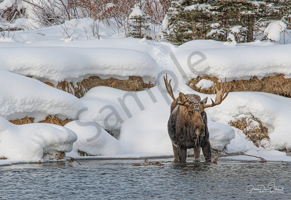 Pacific Creek Moose 16 X24 6538 Photography Art | Swan Valley Photo