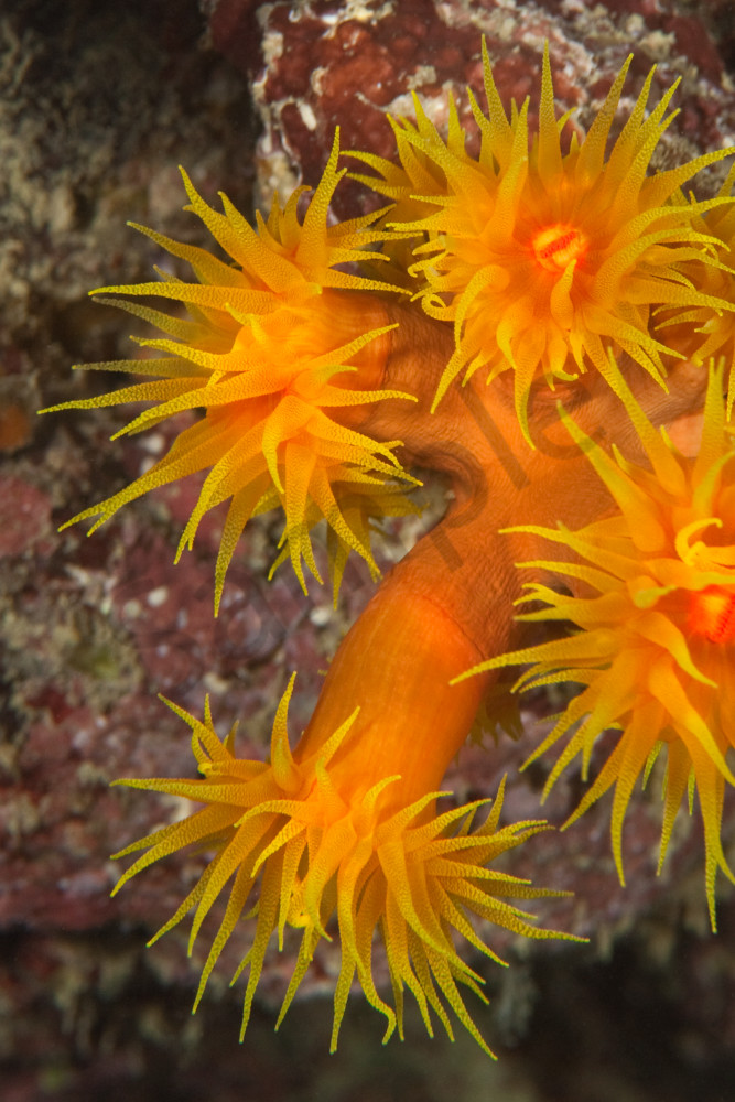 The Sun Coral Photography Art | Fine Balance