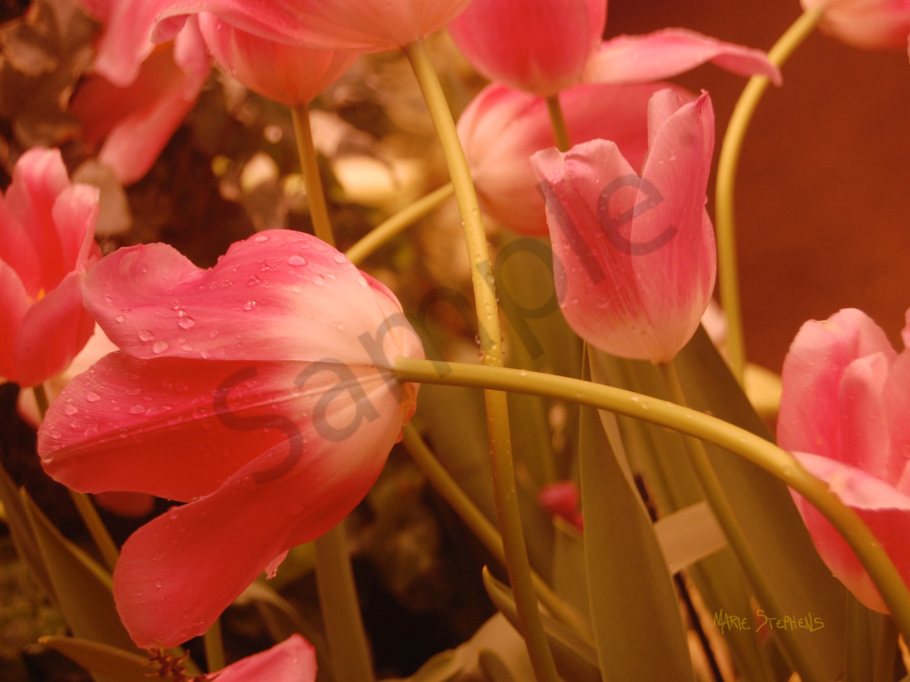 Coral Colored Tulips Fine Art Photo by Marie Stephens Art