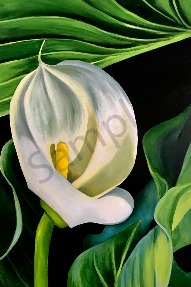 Calla Lily, Reverie, Flower Blossom, White flower