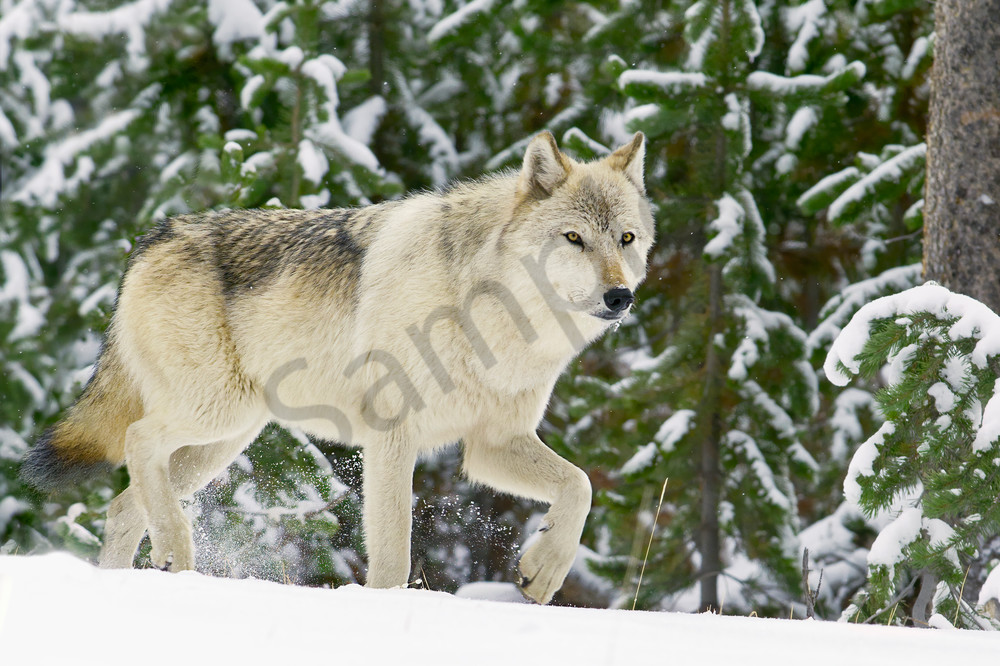 Wild wolf kicking up snow on frozen morning.
