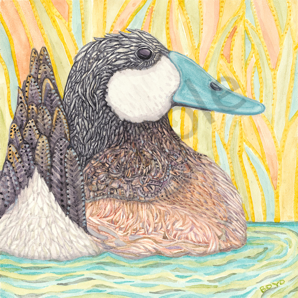 Prints available of "Ruddy Duck" from Judy Boyd Watercolors