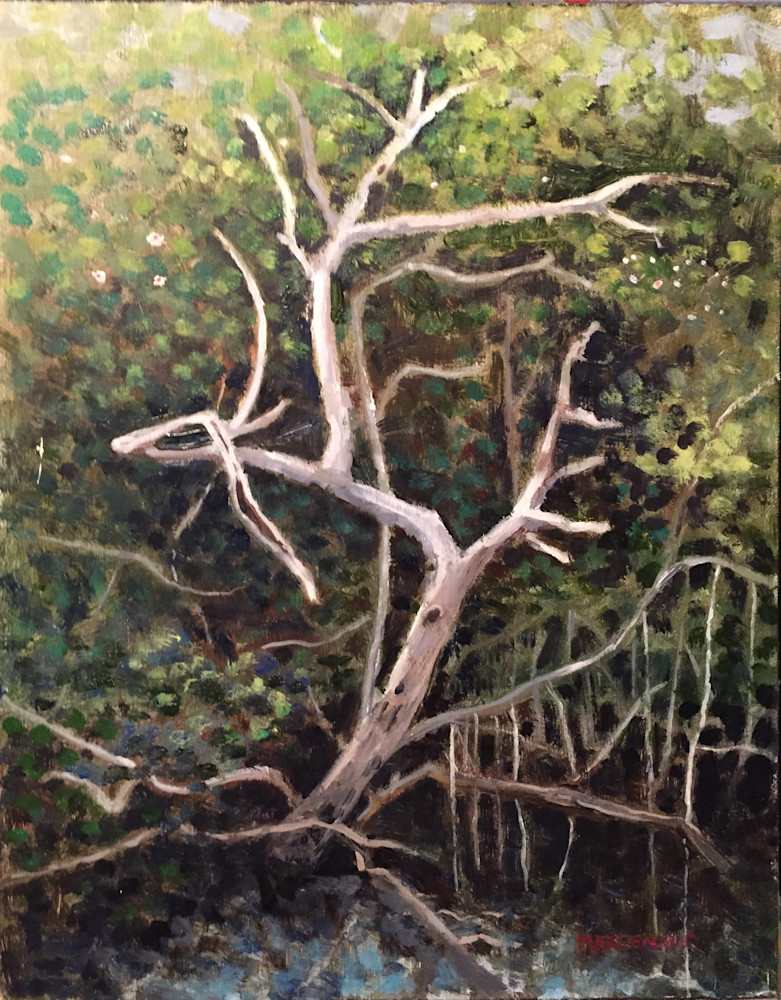 Ghost In The Mangrove Art | Al Marcenkus Art, LLC
